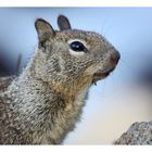 [ ground squirrel on the ground ] - IV