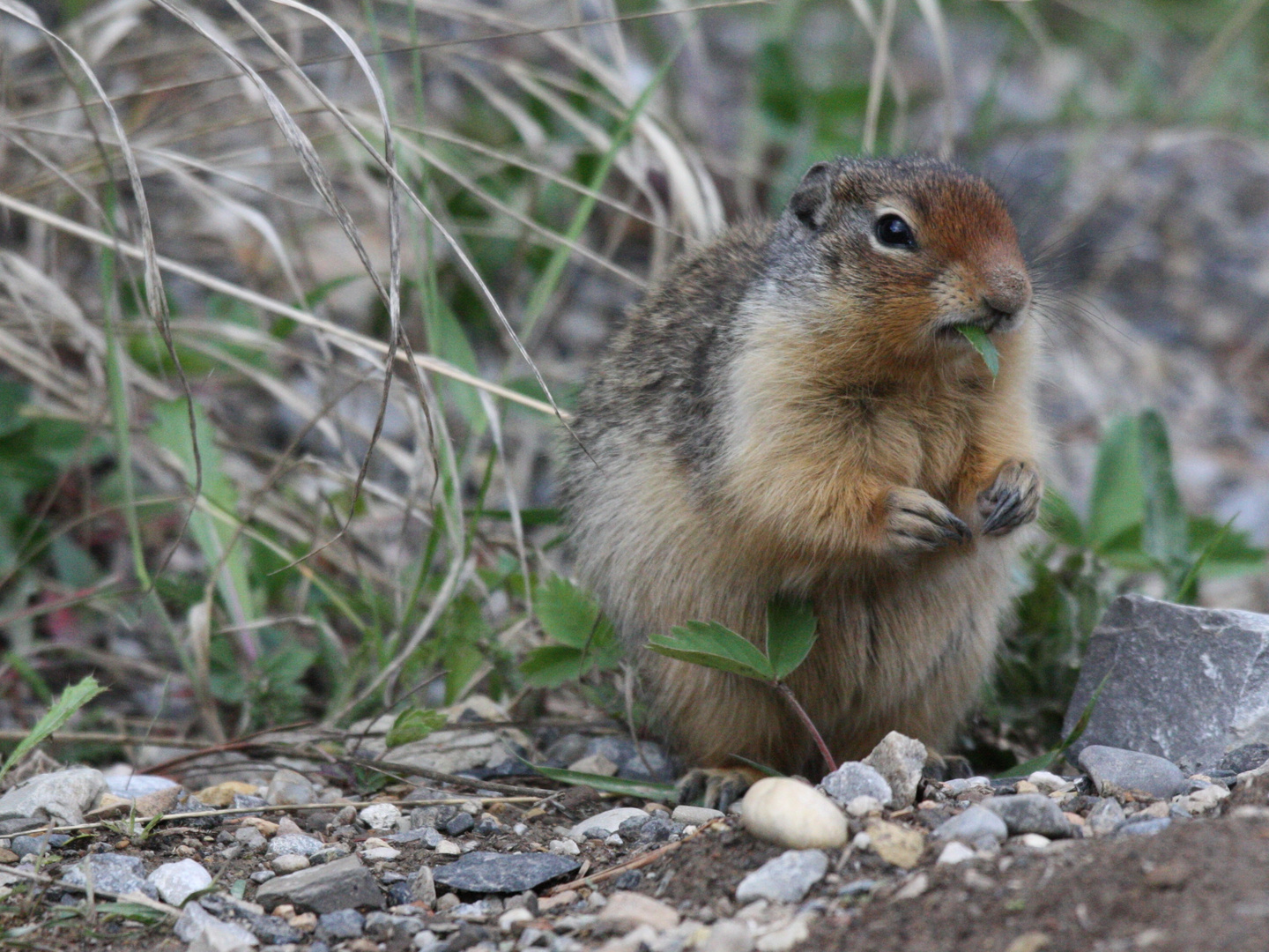 Ground Squirrel / Ziesel