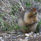 Ground Squirrel / Ziesel