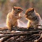 Ground Squirrels