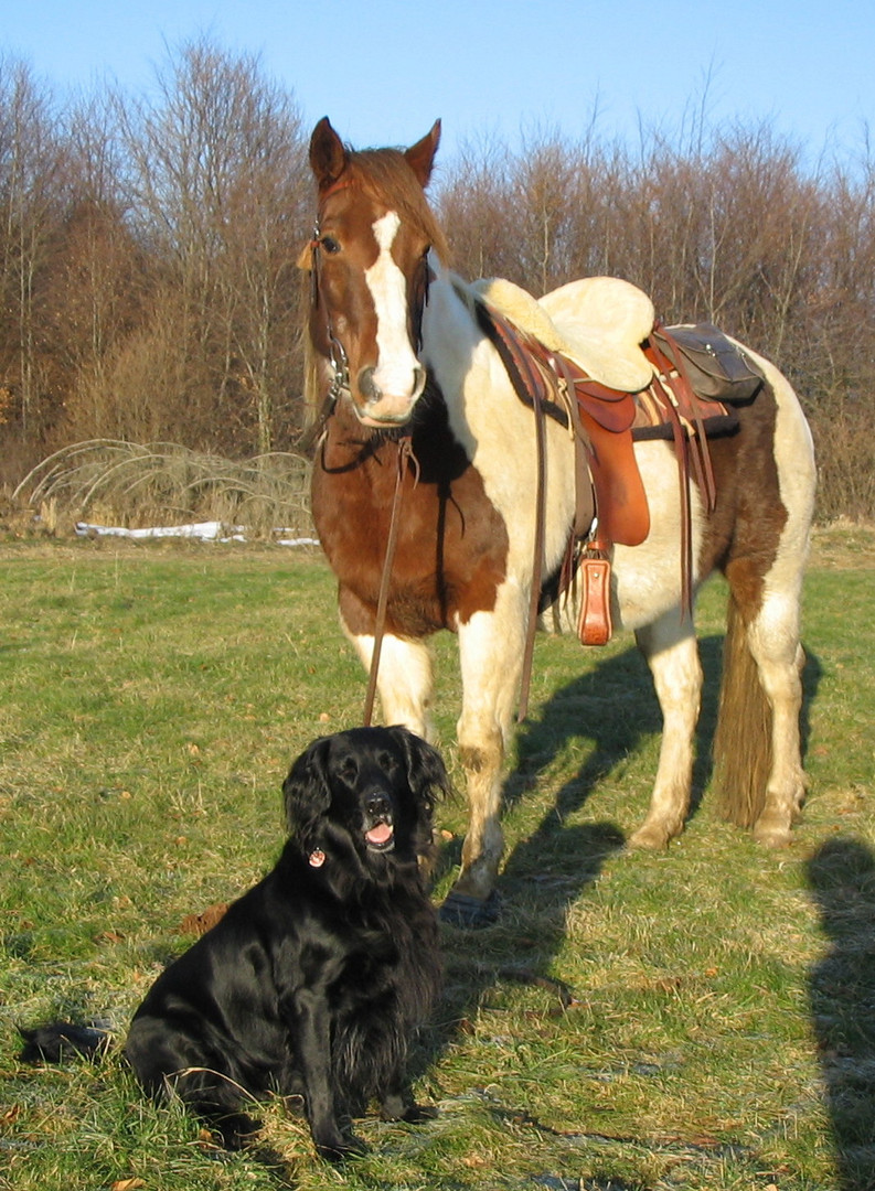 "ground tying" v. Pferd und Hund