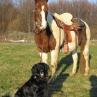 "ground tying" v. Pferd und Hund