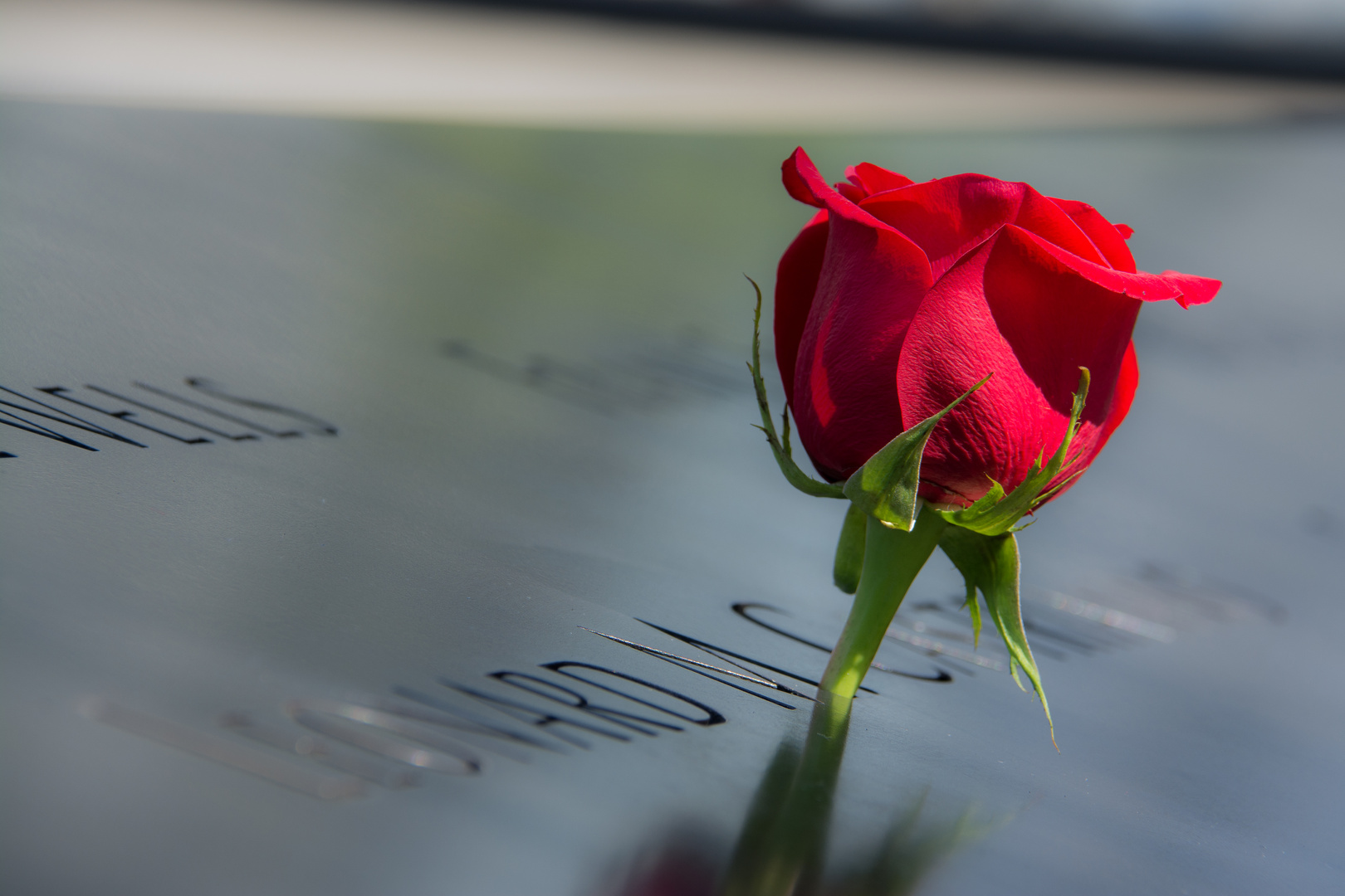 Ground Zero 9/11 Rose