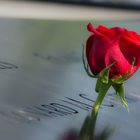 Ground Zero 9/11 Rose