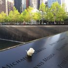 "Ground zero"...una rosa sul nome dei caduti il giorno del compleannoo