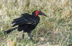 Grounded Hornbill 2