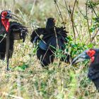 Grounded Hornbill