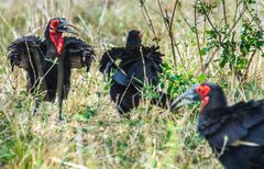 Grounded Hornbill