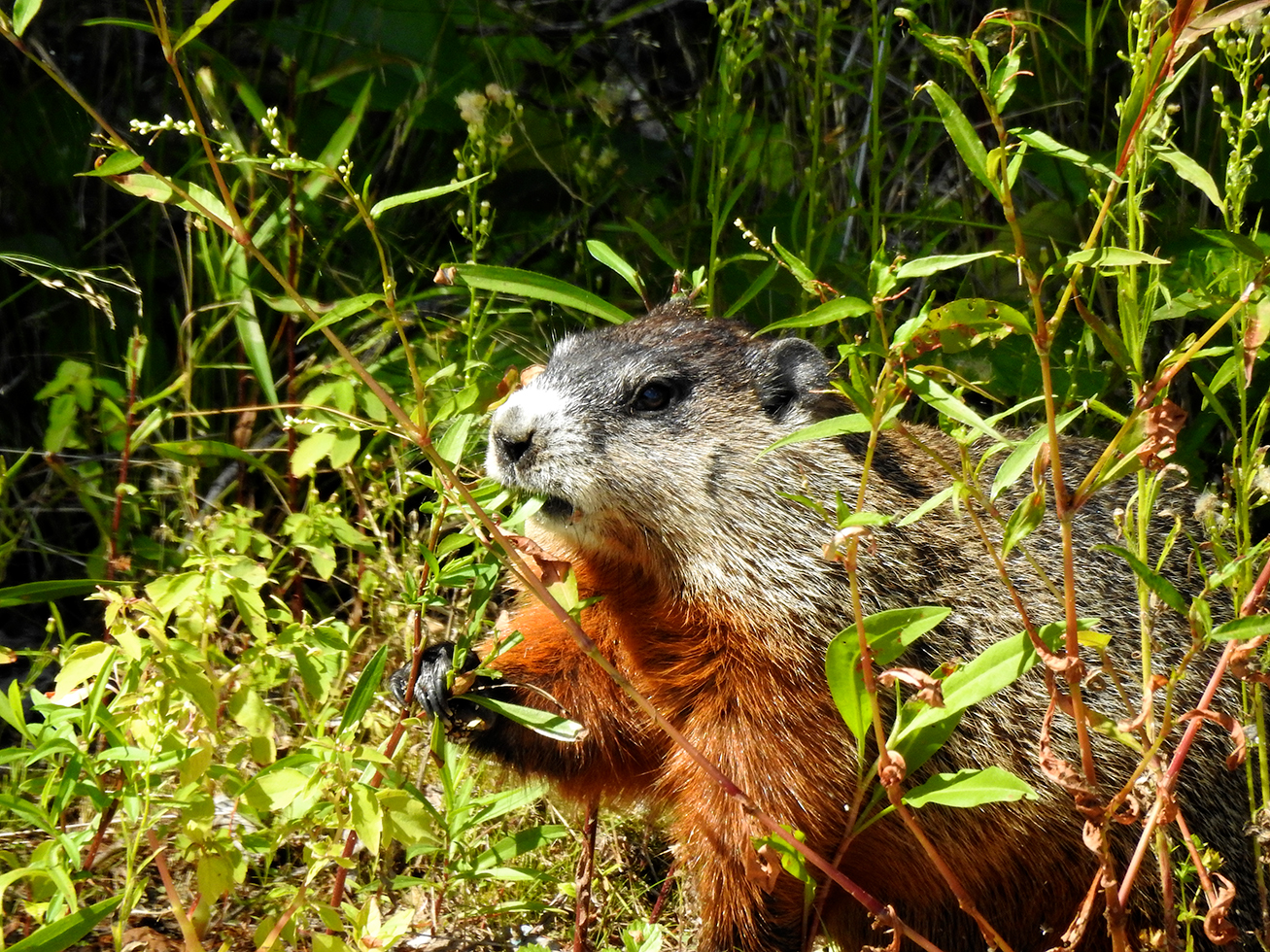 Groundhog - Canadisches Murmeltier