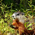 Groundhog - Canadisches Murmeltier