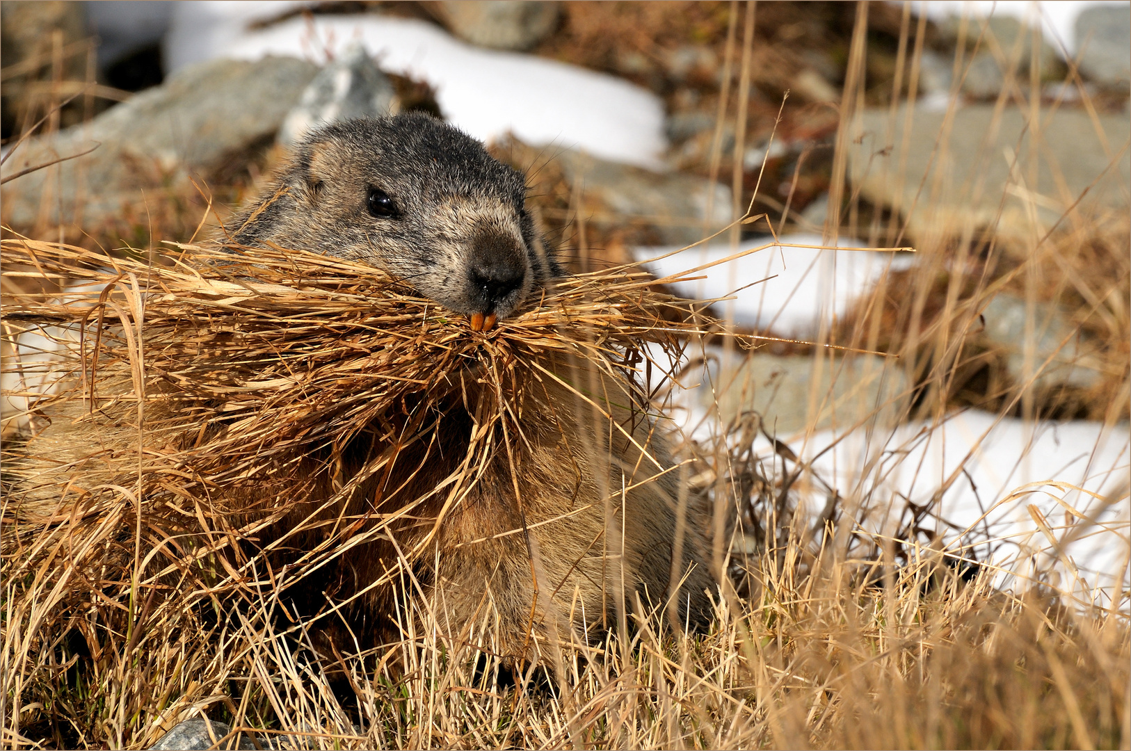 Groundhog Day