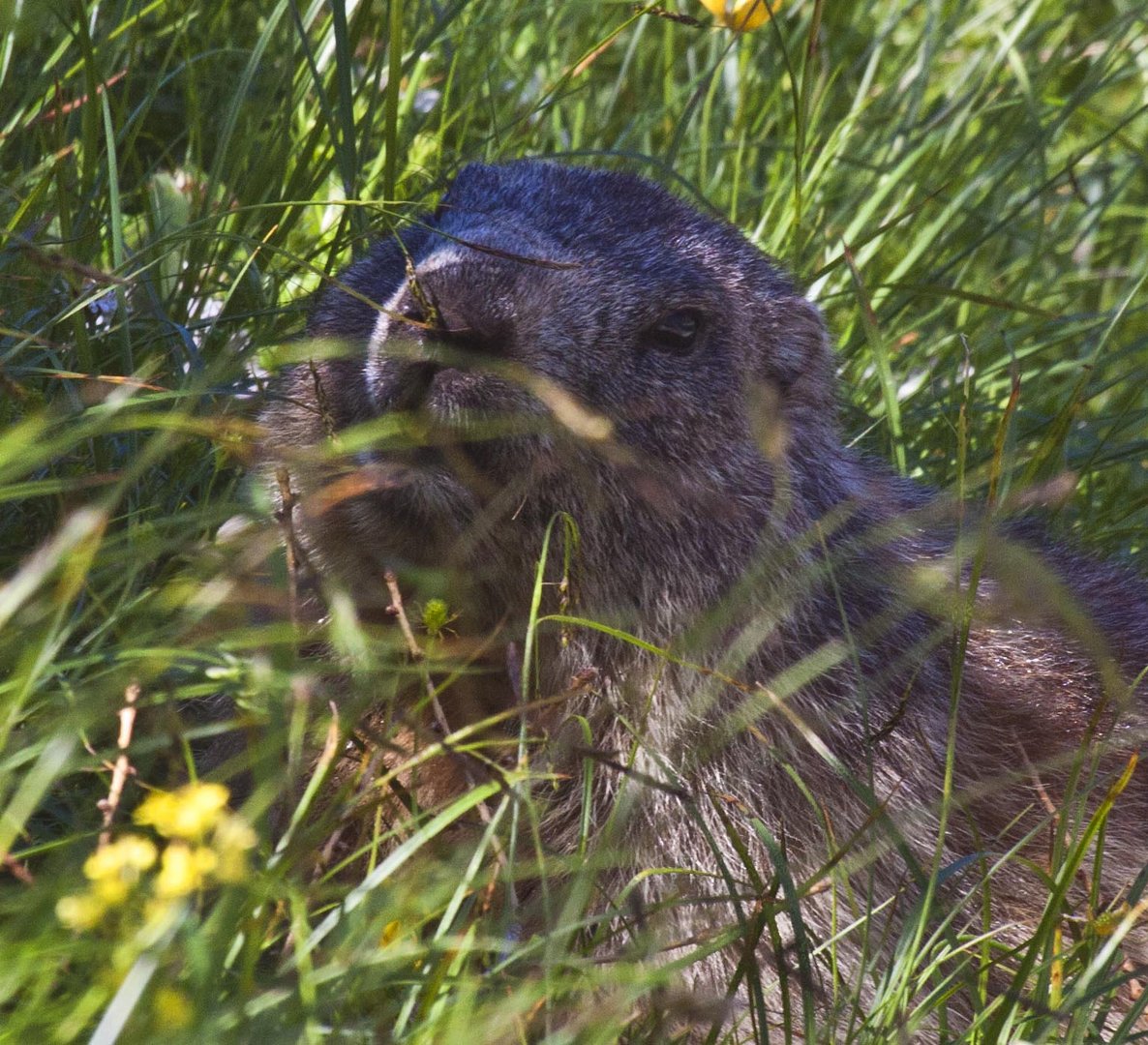 Groundhog