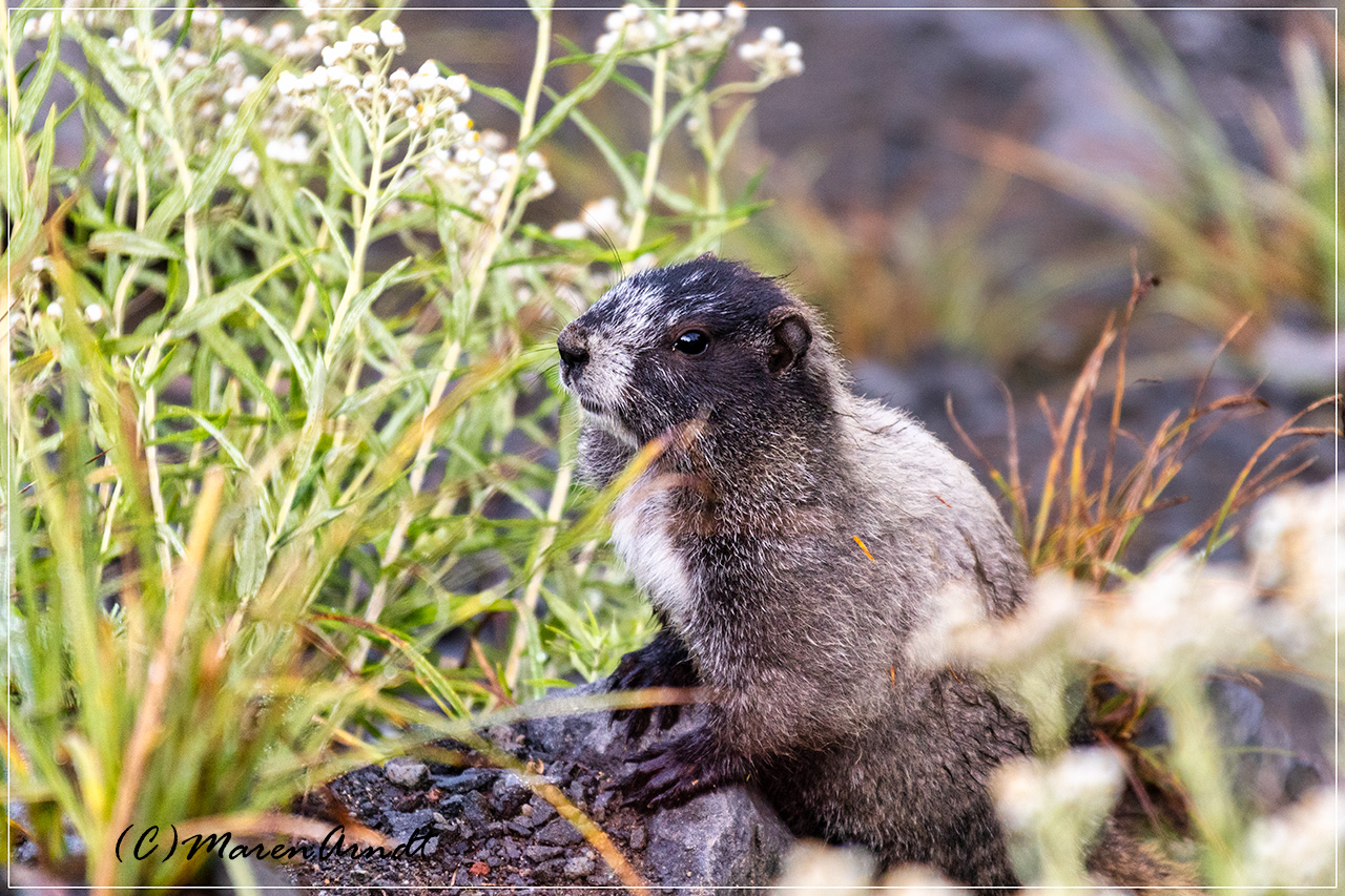 Groundhog - Murmeltier