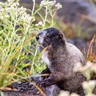 Groundhog - Murmeltier