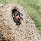 Groundhornbill in einem Astloch