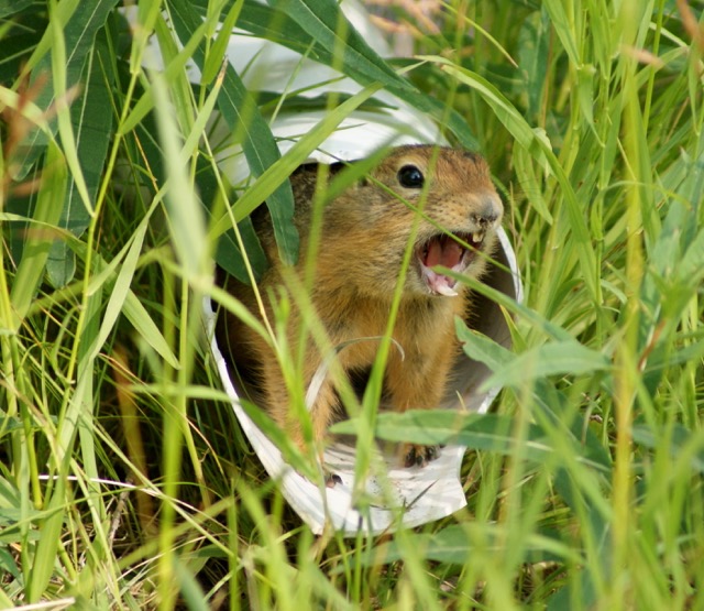 Groundsqirrel