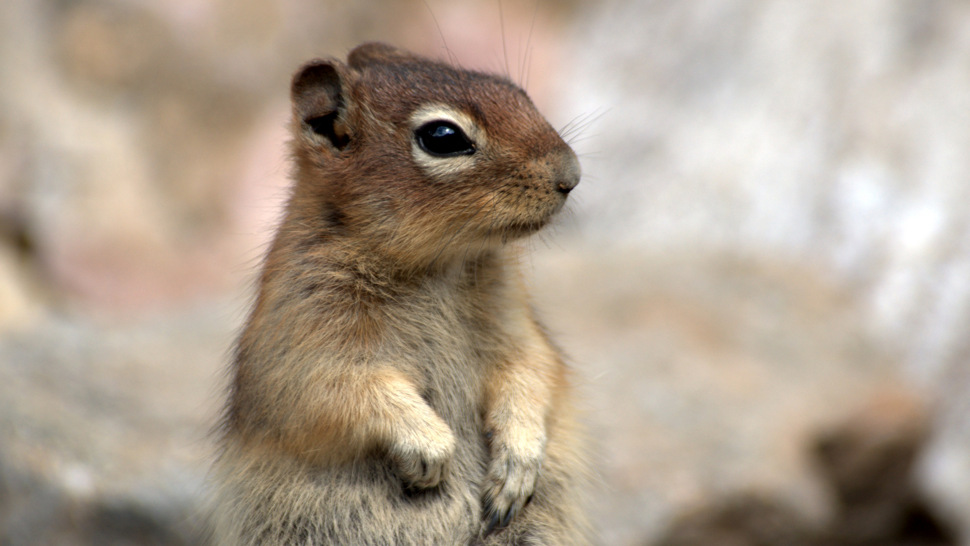 Groundsquirrel