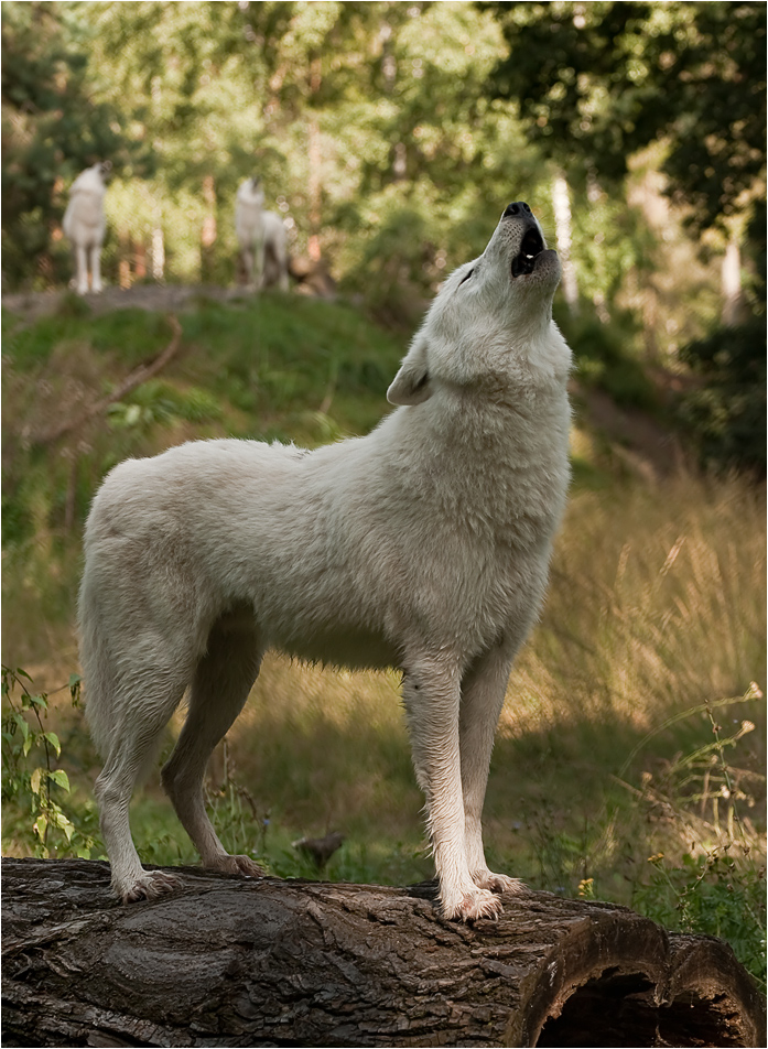 group howl