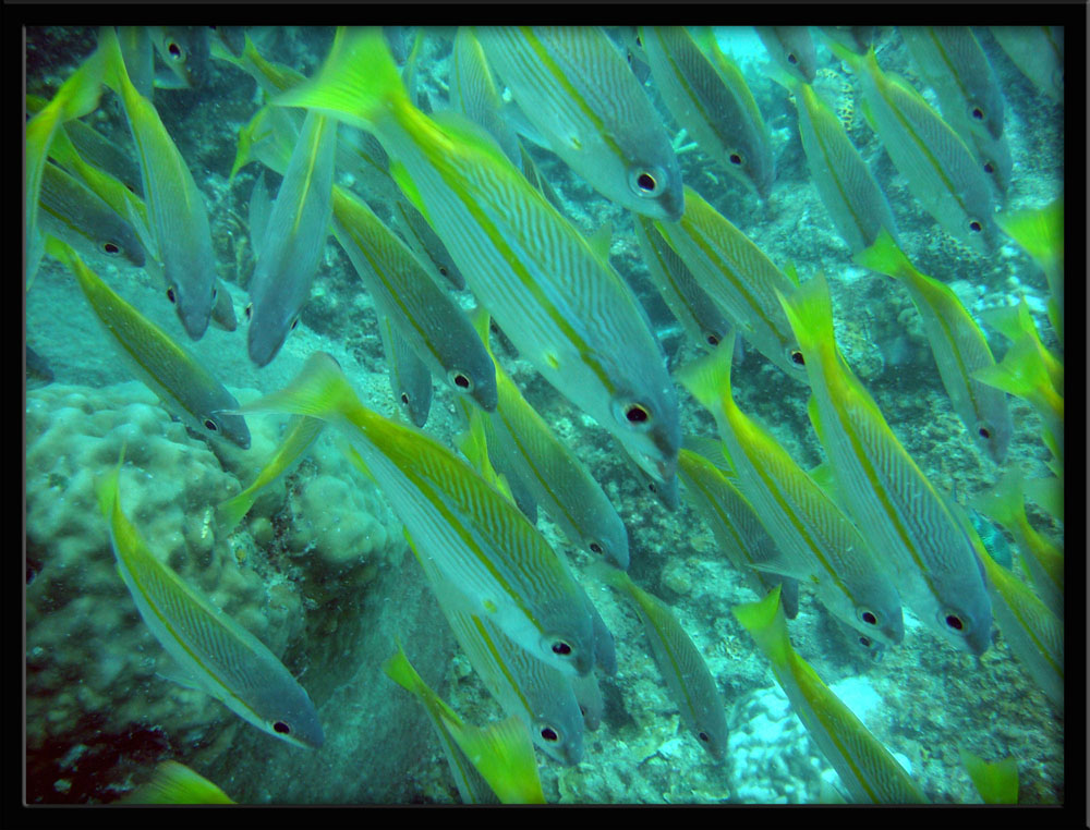 Group of Fish - Perhentian