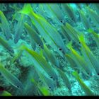 Group of Fish - Perhentian