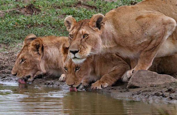 Group of Lions by the water