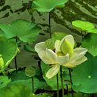 Group of Lotus