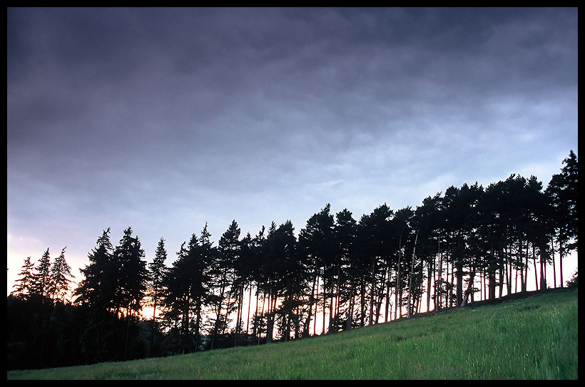 Group of pine trees at sunset...