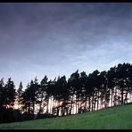 Group of pine trees at sunset...