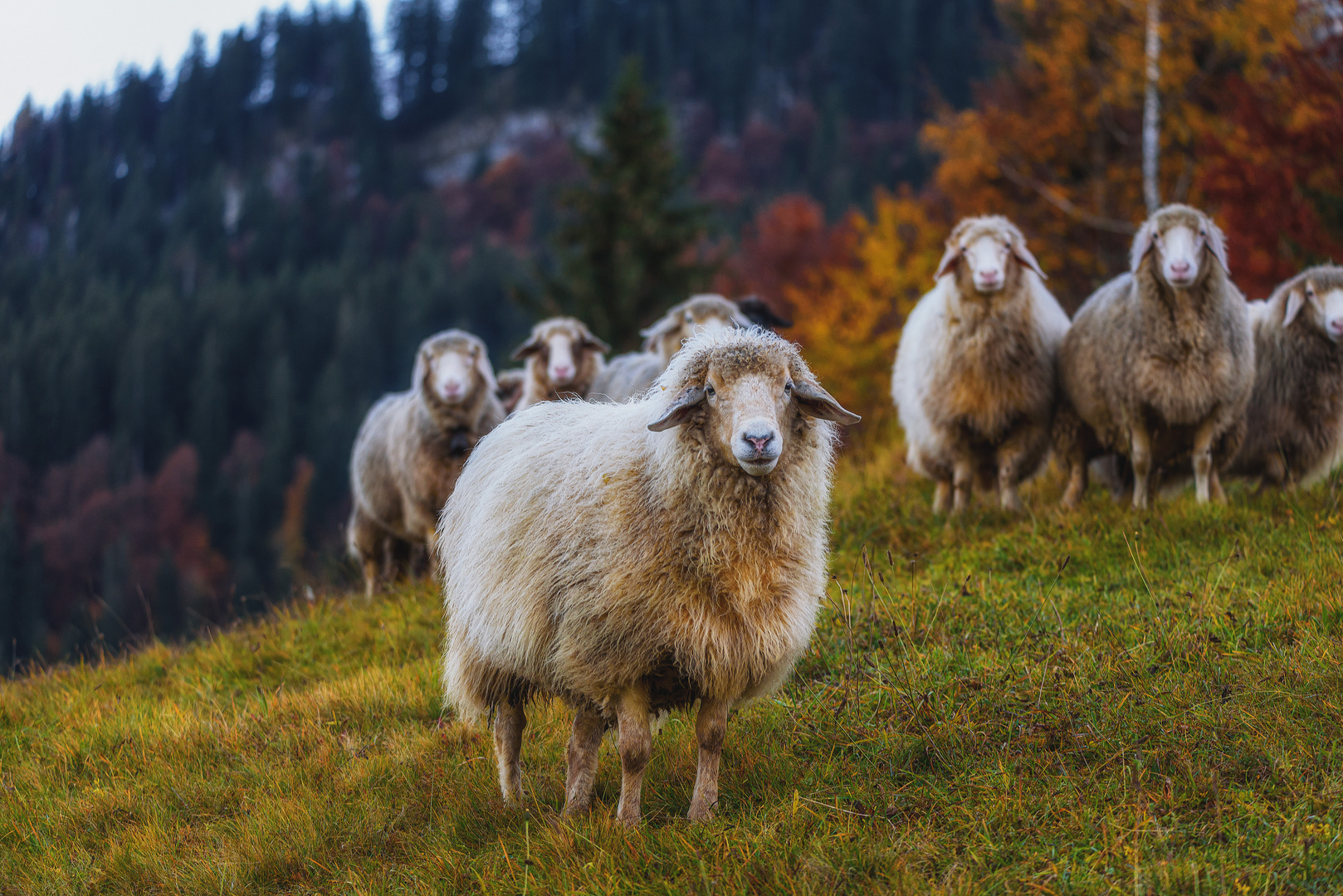 Group of Sheeps