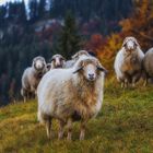 Group of Sheeps