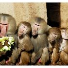 group with salad