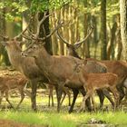 Groupe de cervidés