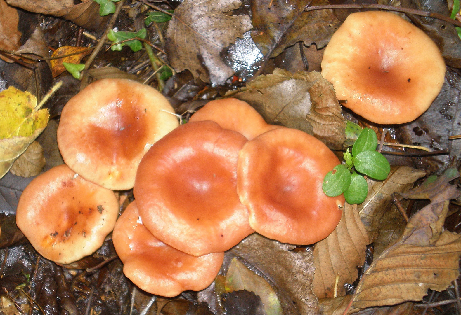 groupe de champignons