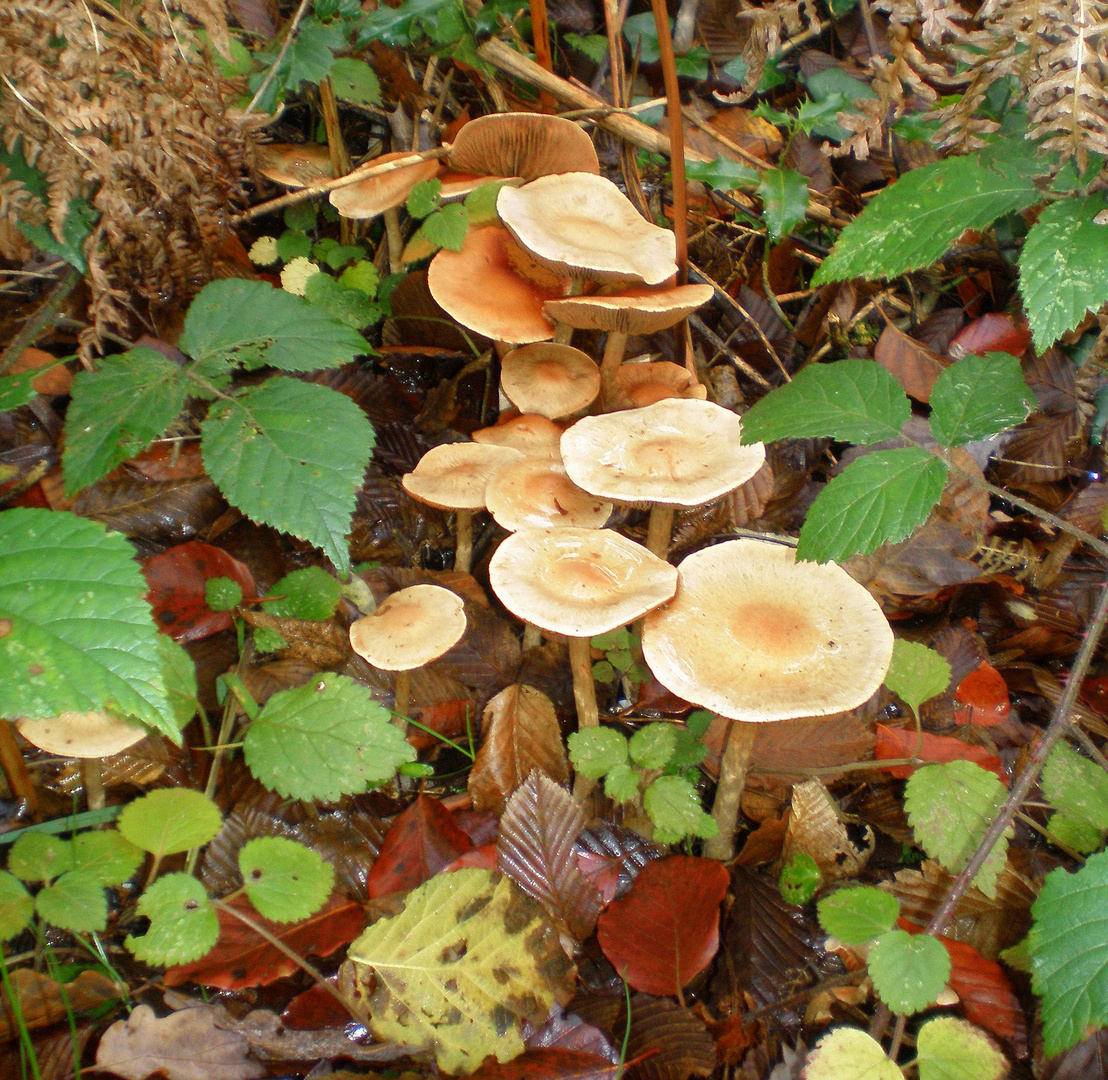 groupe de champignons blancs