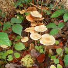 groupe de champignons blancs