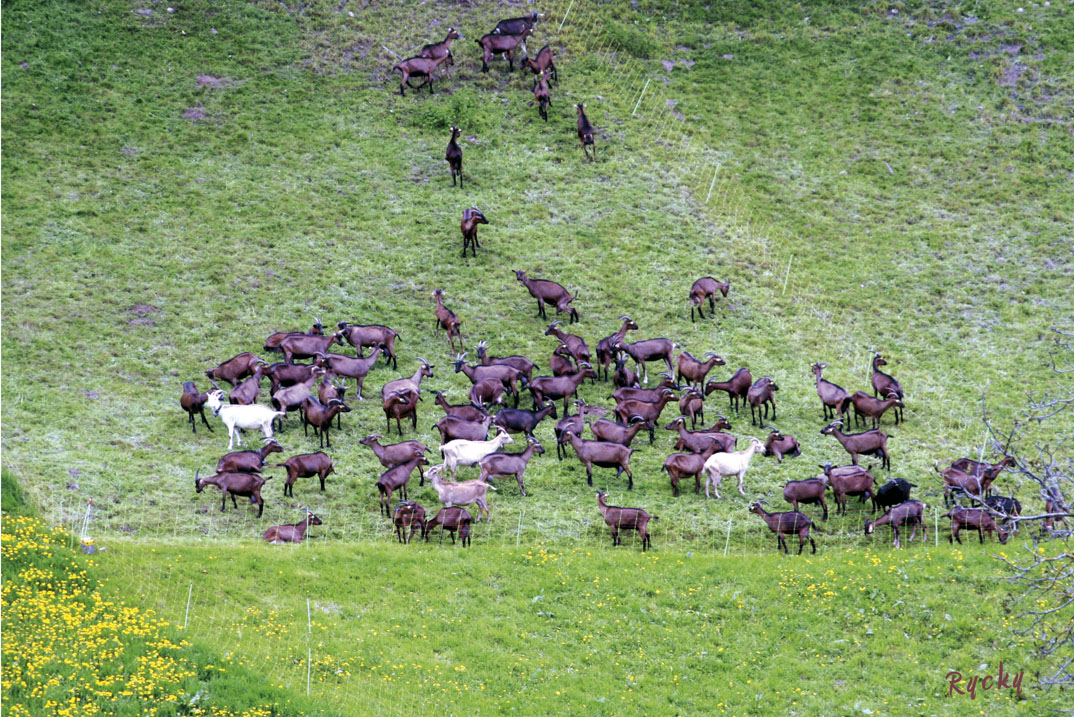 Groupe de chèvres dans les vosges...