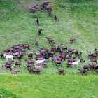 Groupe de chèvres dans les vosges...