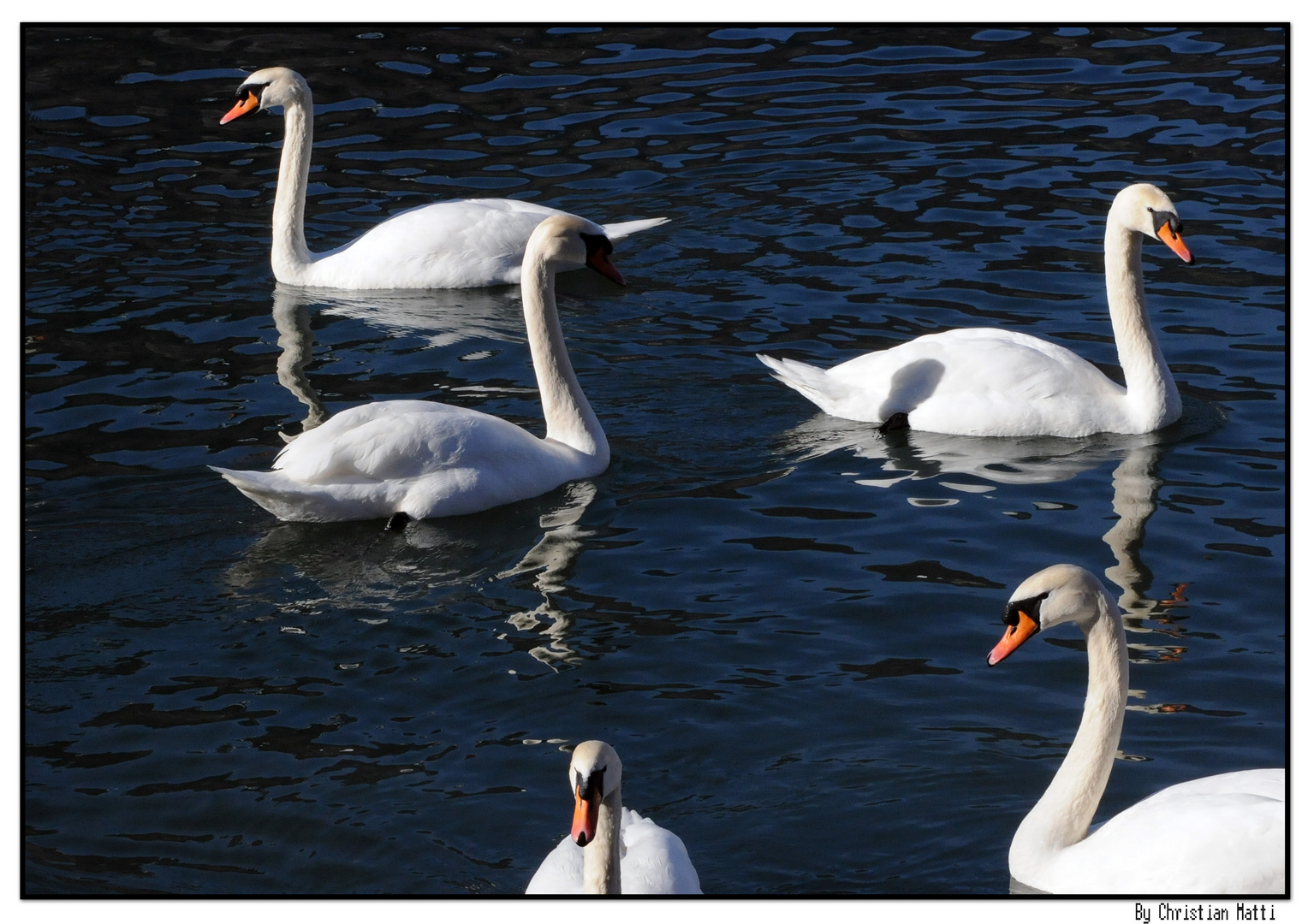 Groupe de cygnes