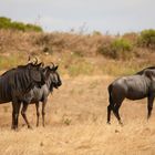 groupe de gnous