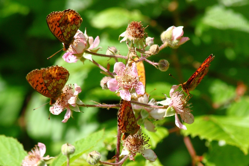 Groupe de papillons