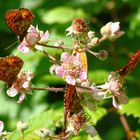 Groupe de papillons