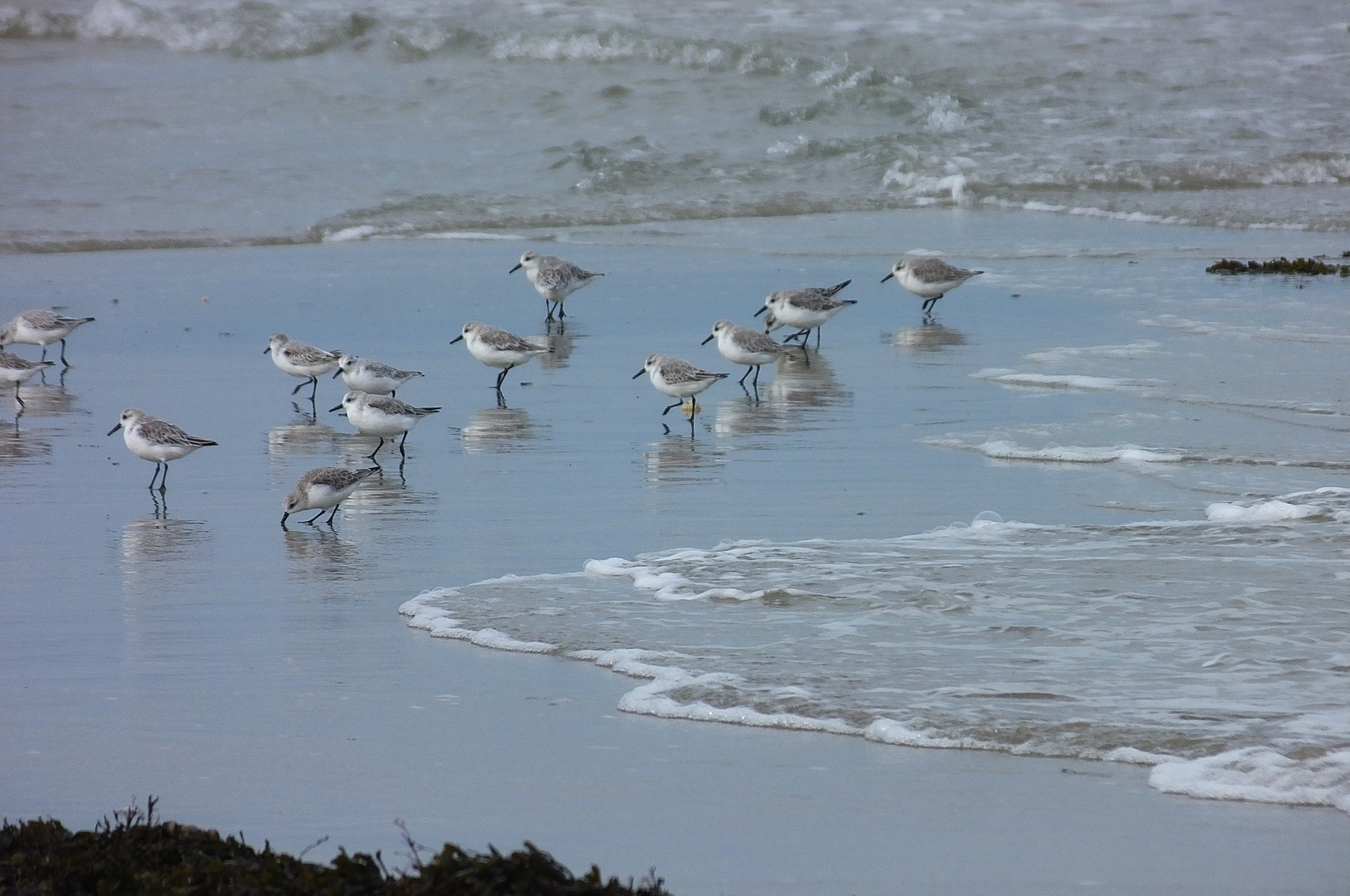 Groupe d'oiseaux de mer en chasse