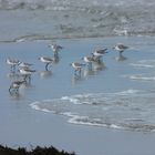 Groupe d'oiseaux de mer en chasse