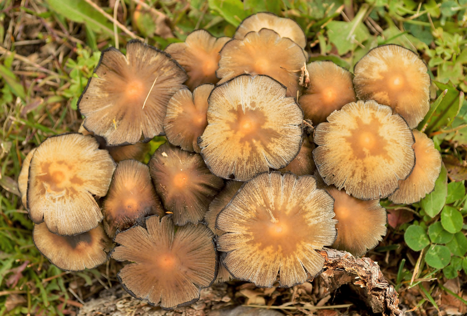 Groupement de champignons