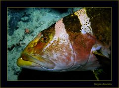 Grouper