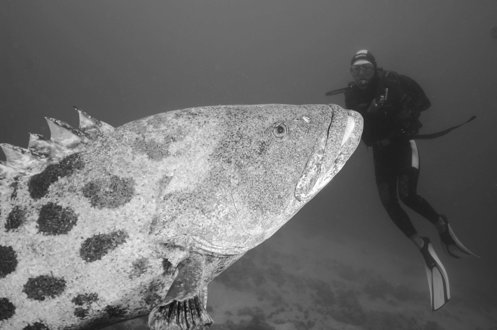 Grouper & Diver