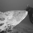 Grouper & Diver