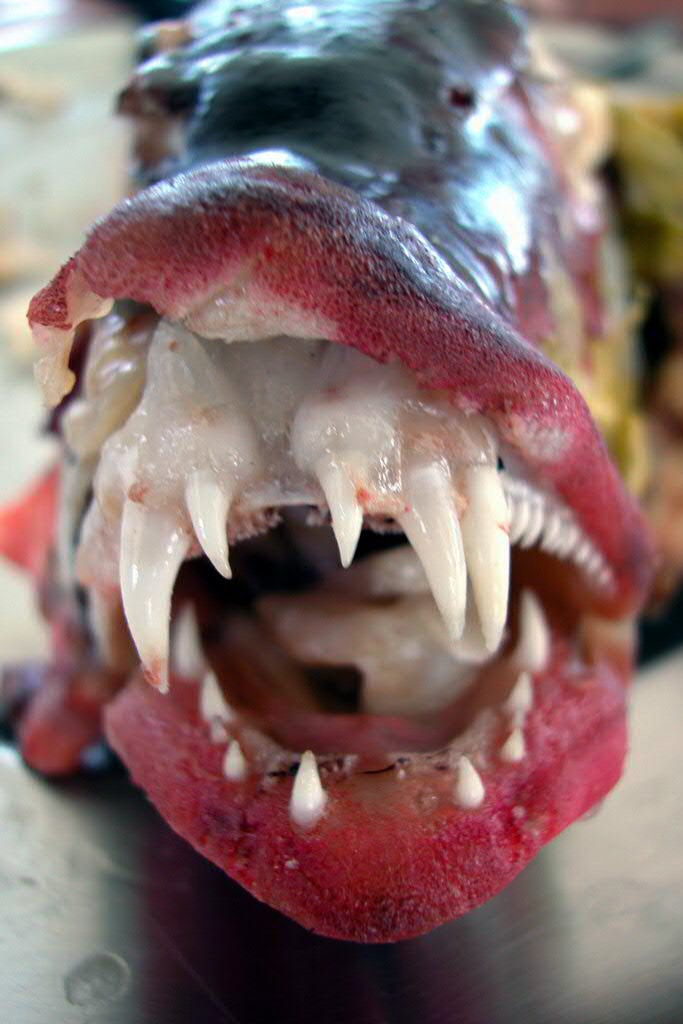 Grouper fish and its teeth