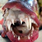 Grouper fish and its teeth