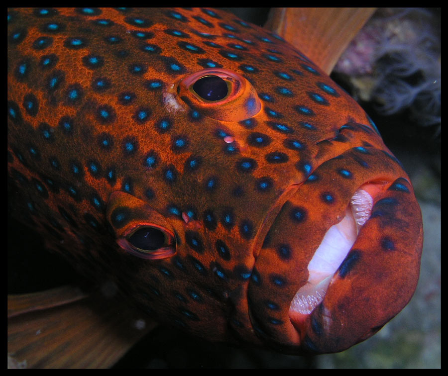 Grouper Smile